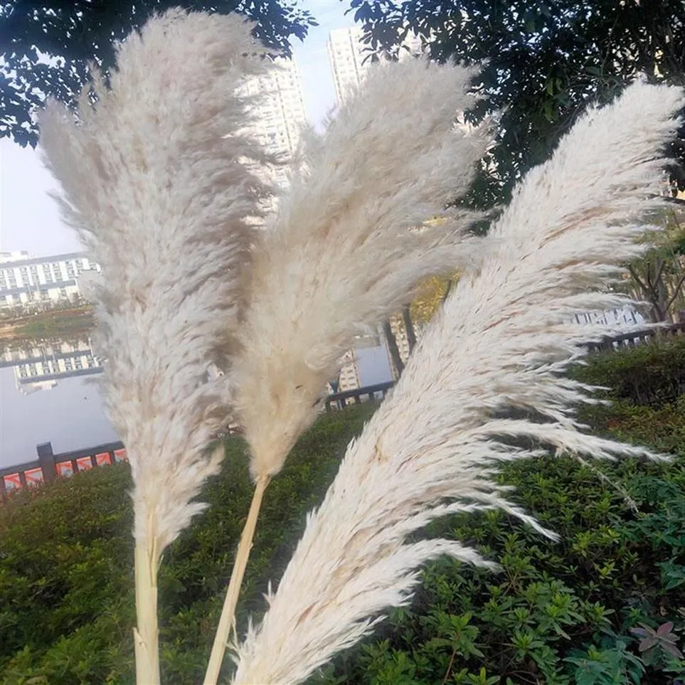 Weiße natürliche getrocknete Schilfblume, großer Pampasgras-Blumenstrauß, Hochzeit, Blumenzeremonie, Dekoration, moderne Heimdekoration, Herbstdekoration262K