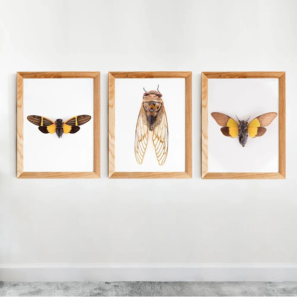 Nordisk retro konst canvas målning fjäril cicada insekt evolution affisch väggkonst bilder tryck vardagsrum hem dekoration 240119