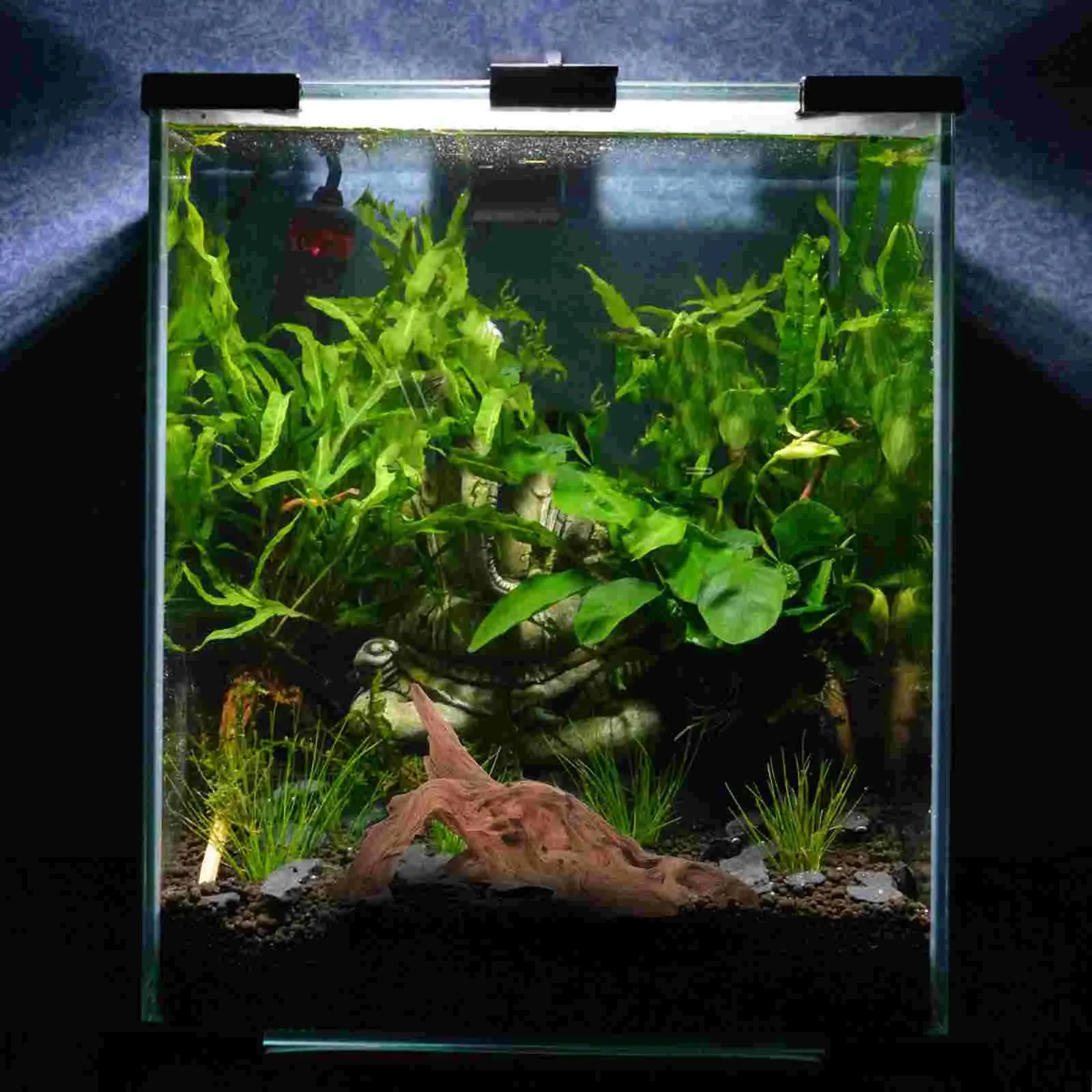 Top 5 Easy-to-Maintain Water Plants for Beginners