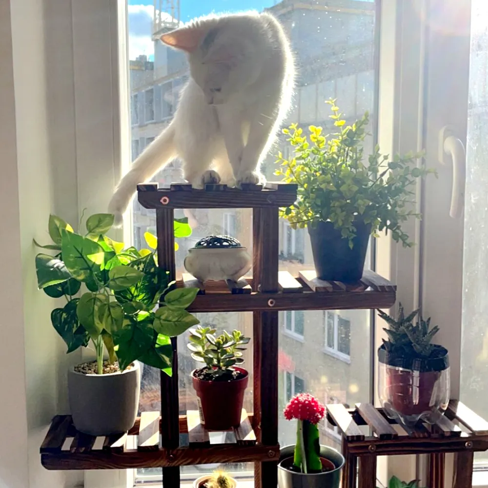 Jardinière En Bois En Forme De Chat Pour Intérieur Et Extérieur, Succulente, Pot De Fleurs En Forme De Chat Pour Jardin, Cadeau Pour Les Amoureux Des Animaux (#1