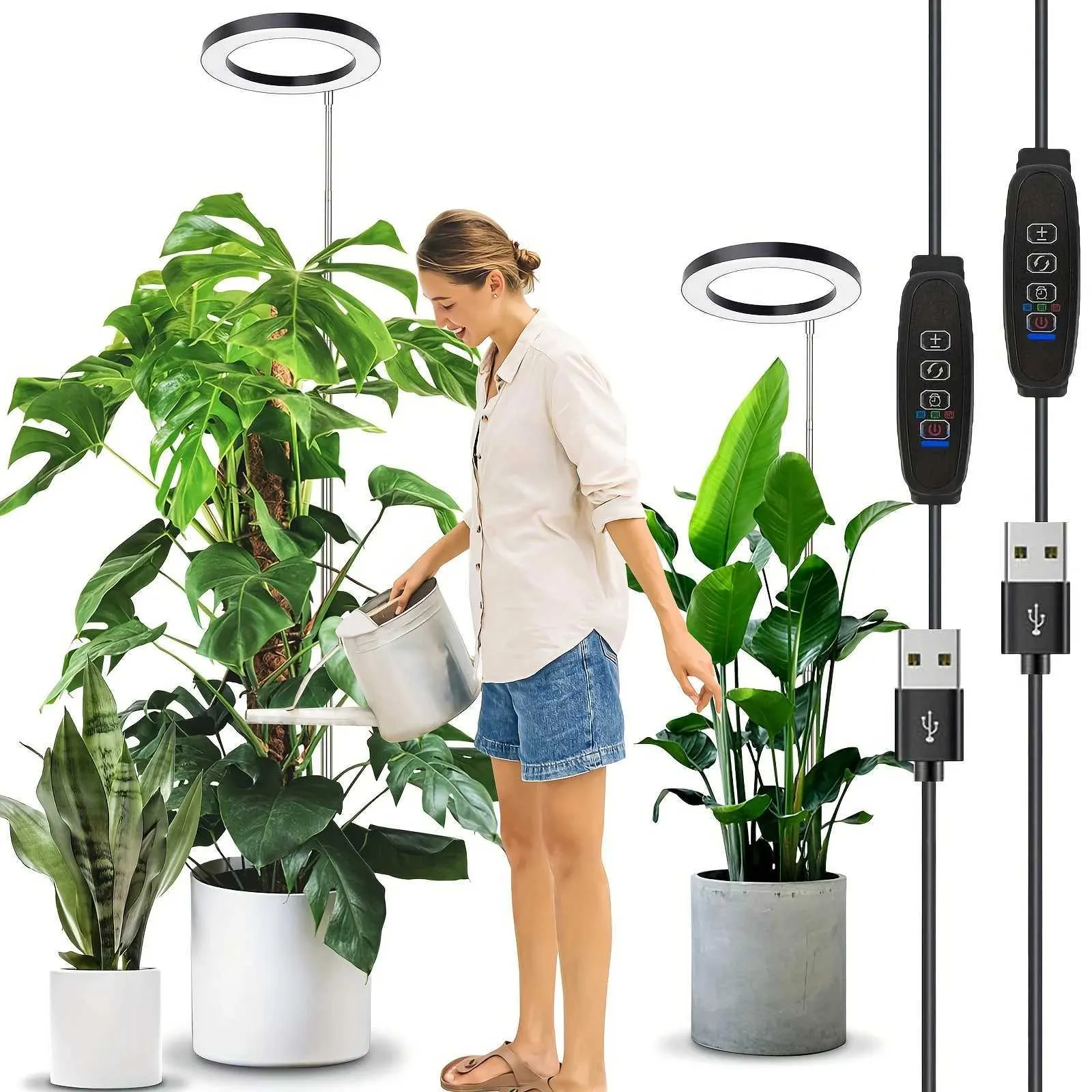 exotic indoor plants for sale Alocasia Black Stem, Elephant Ears, Live Tropical Plant