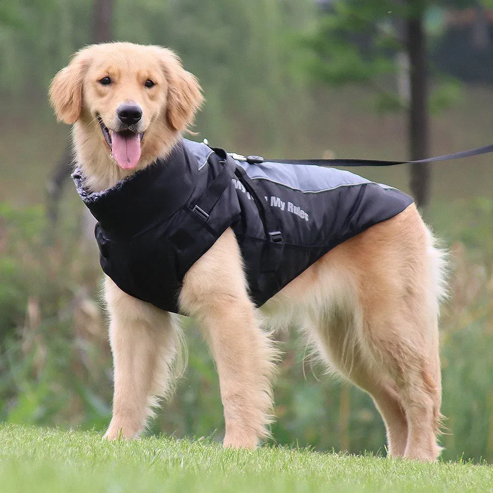 Extraordinary Dog Outfits For Large Dogs Gallery