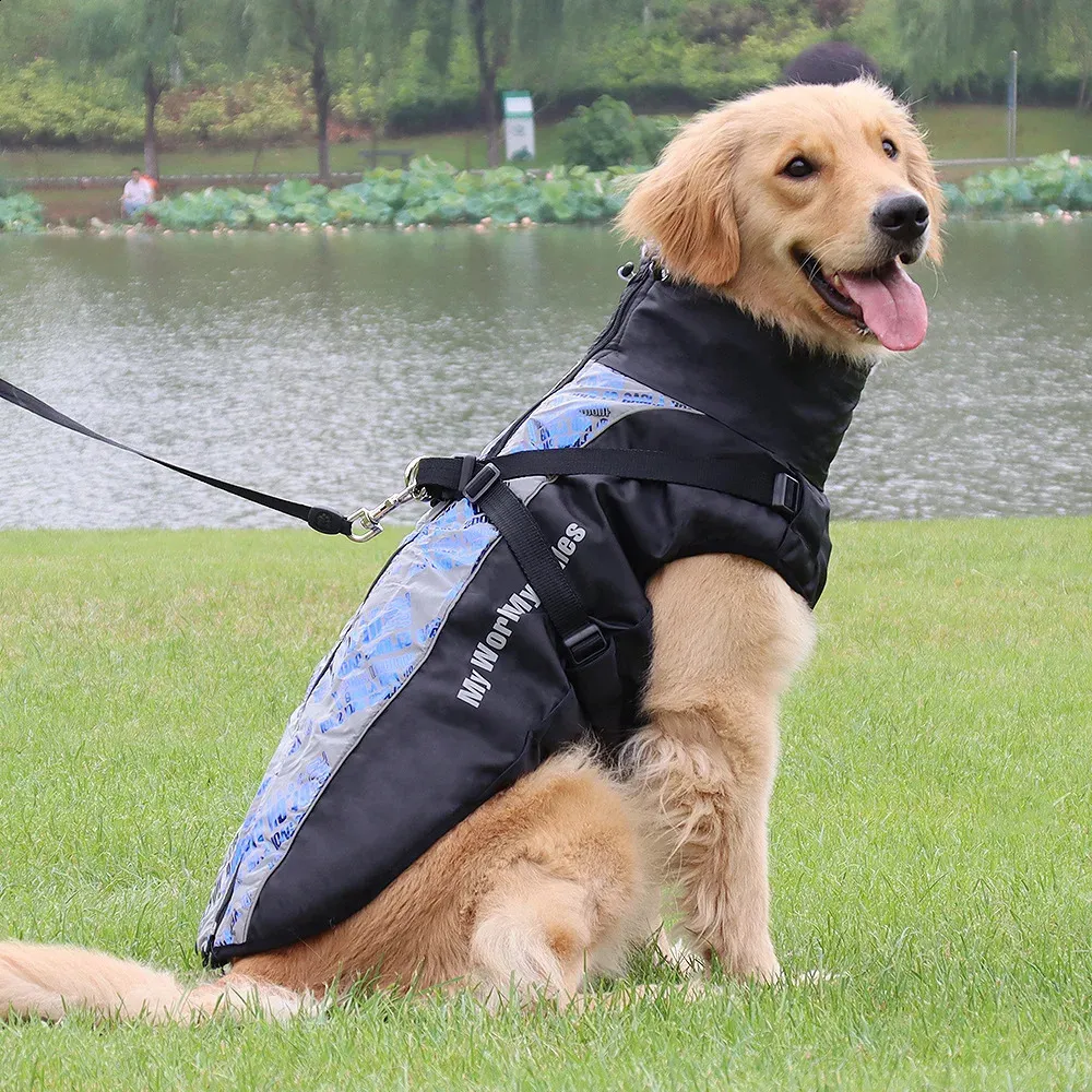 Extraordinary Dog Outfits For Large Dogs Gallery