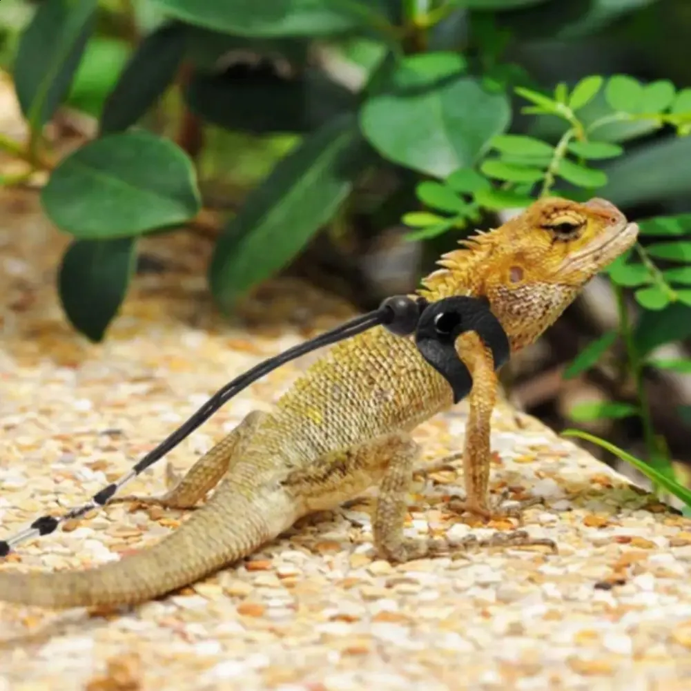 Bearded dragon collar and leash hotsell
