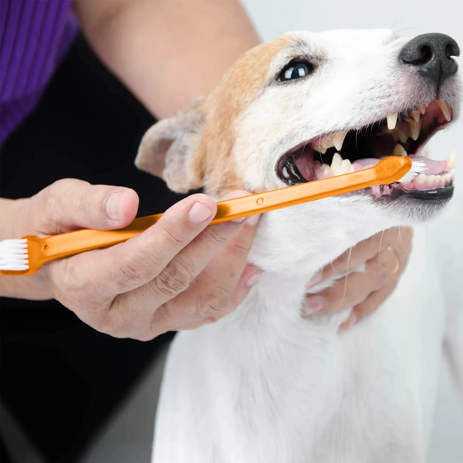 Bristly Brushing Dog Brush Stick Bristly Dog Toothbrush Review