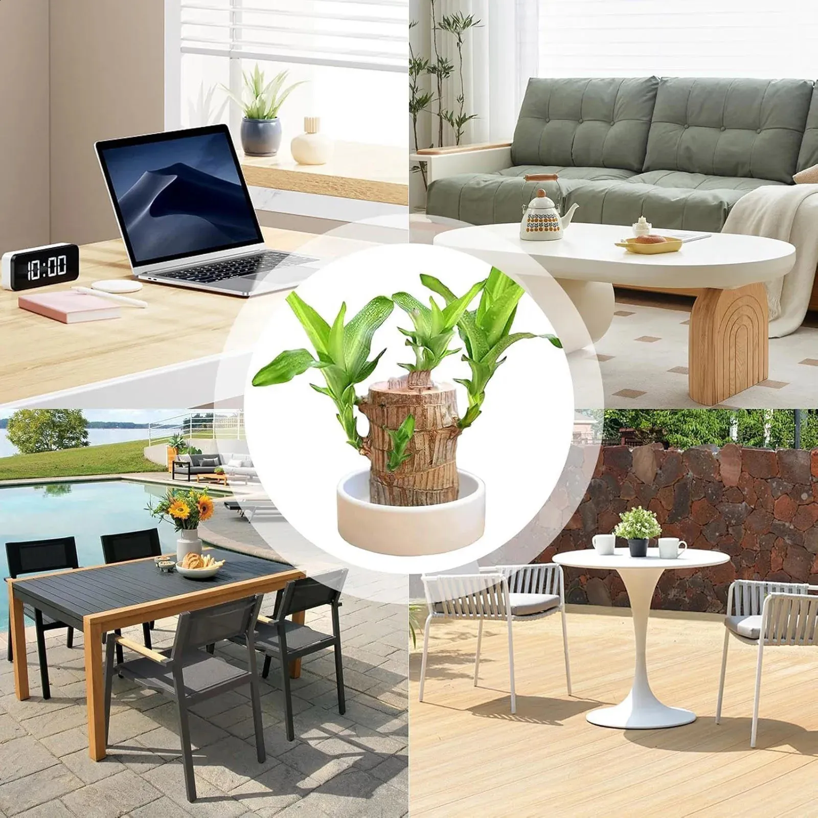 Desk Bonsai: Easy Care Wood Desktop Ornament ... From Wealdstore, $17.9 |  DHgate.Com