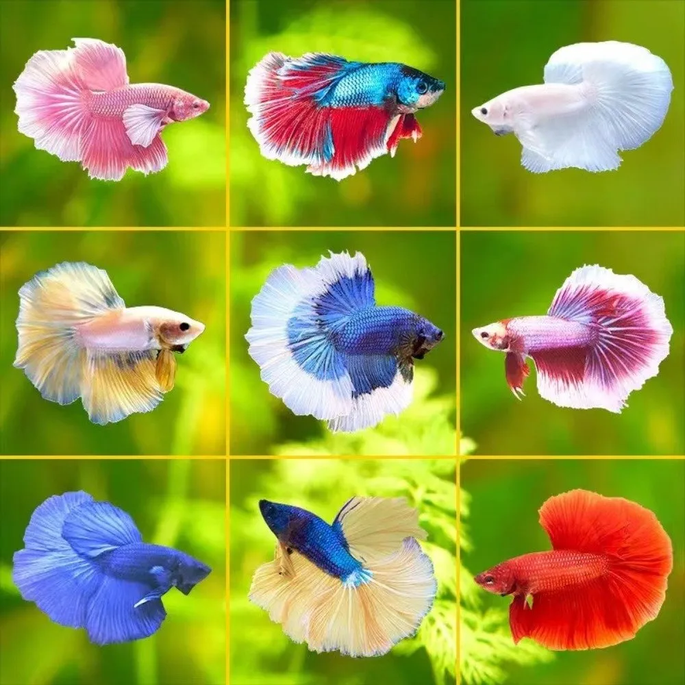 Betta Fish Small Fish To Keep As Pets Longest Living Tropical Fish