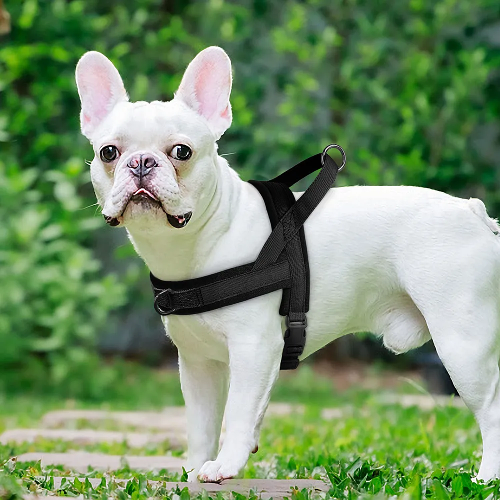 Easy Walk The Best No Pull Dog Harness Puppy Essentials Best No