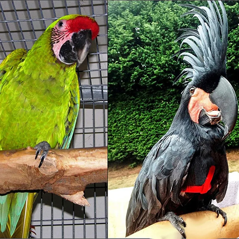 Gallery Detail: Adjustable Parrot Harness Leash Safe Bird Rope Anti Bite Training