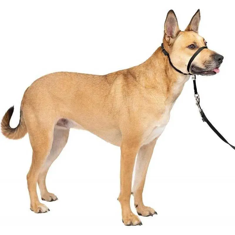 Collar Size Petfinder Training Collar Adjustable Dog Head Halter