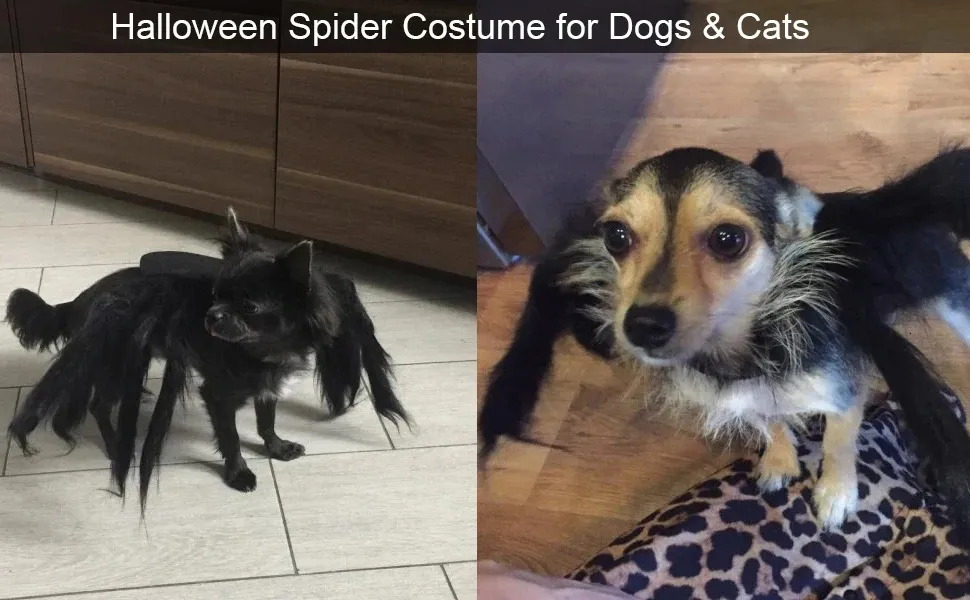 dog costume