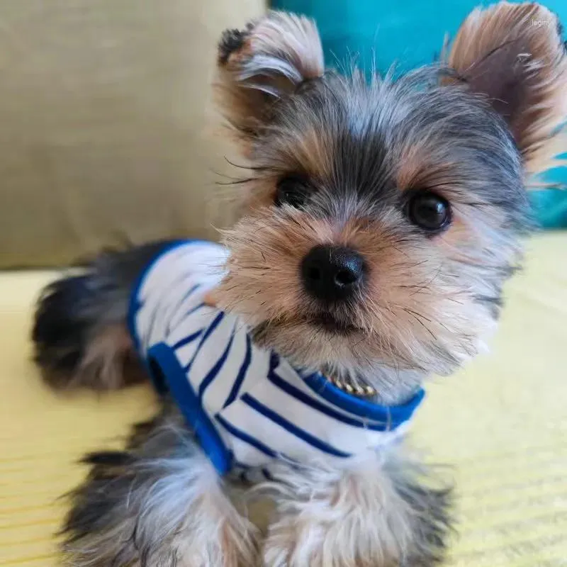 Abbigliamento per cani Abbigliamento casual Yorkshire Terrier Gilet senza maniche per animali domestici a righe estive per cani di piccola taglia Cuccioli di Chihuahua Camicie Abbigliamento mascotte