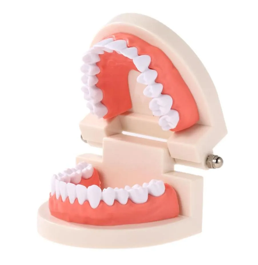 Dental Child Teeth Teaching Model Vuxna tänder Gummi Standard Demonstration Verktyg för barn som studerar3294038