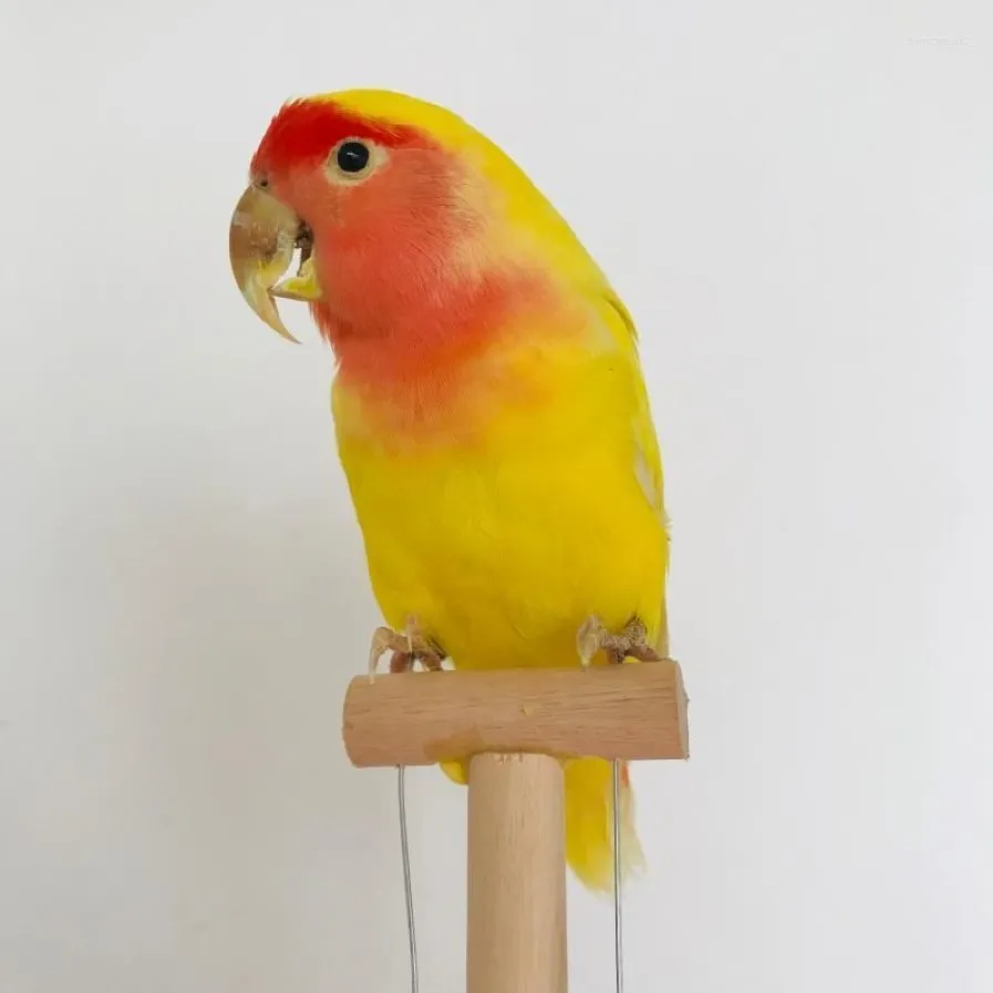 Estatuetas decorativas real taxidermia recheio eurasiano amarelo melopsittacus budgerigar budgie papagaio espécime desenho desenho266u