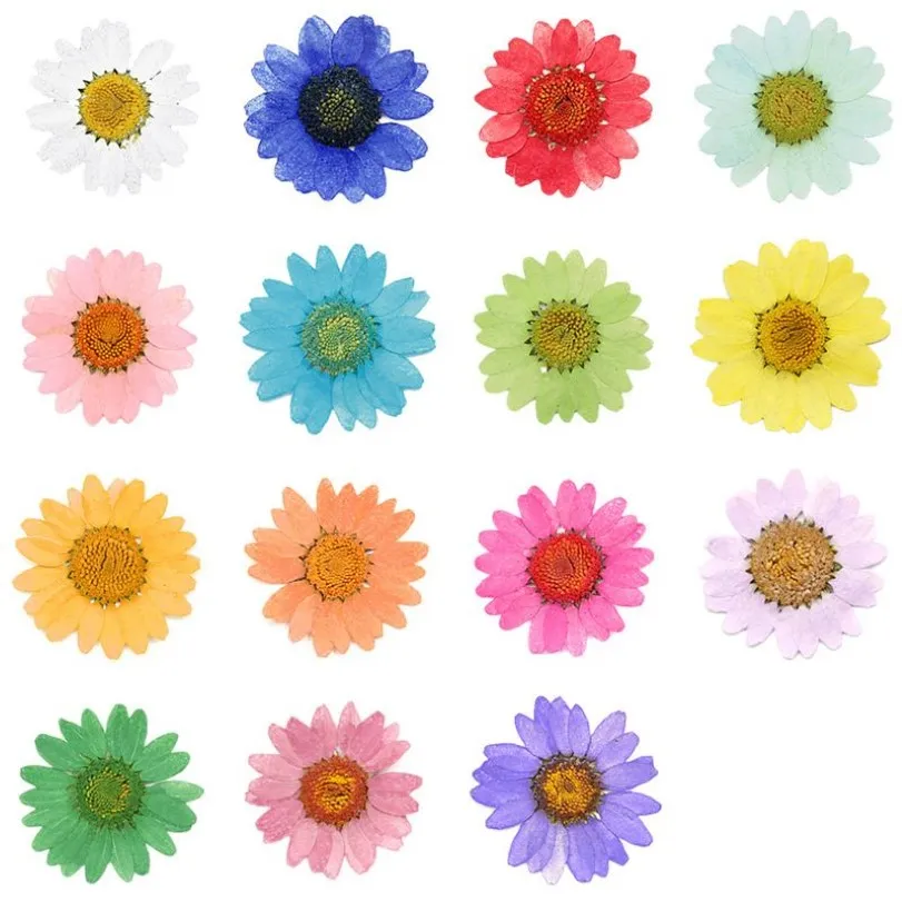 120pcs Pressed Press Dried Daisy Dry Flower Plants For Epoxy Resin Pendant Necklace Jewelry Making Craft DIY Accessories Q1126293o