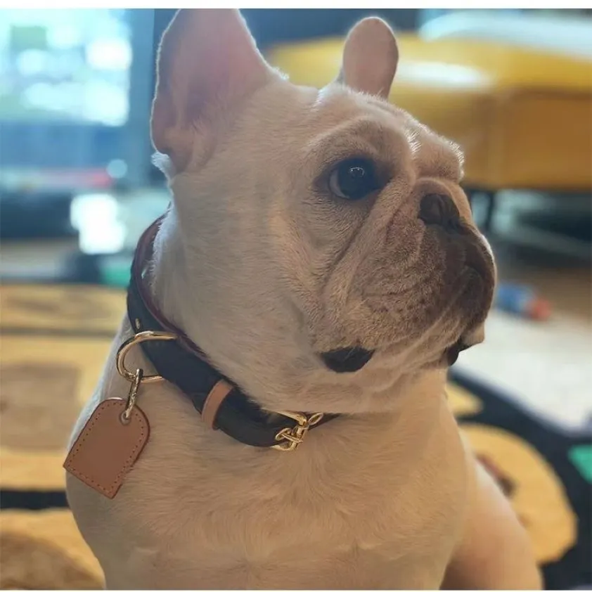 Popularitetsstiltryck med metallhundhalsar Leashes Dog Harness Stor storlek kommer med Box Handgjorda läderdesigner hundar sup320g