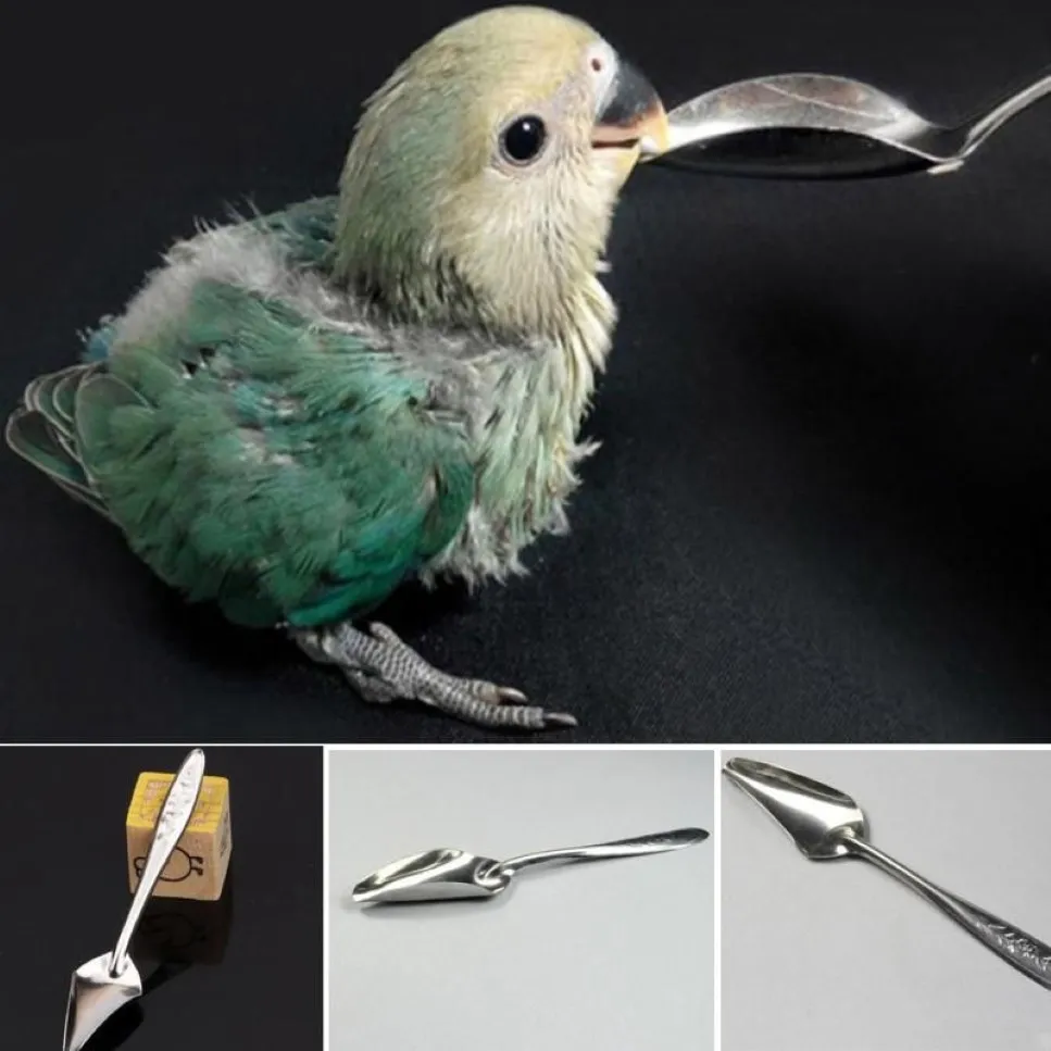Diğer Kuş Malzemeleri Papağan Besleme Kaşık Paslanmaz Çelik Su Sütü Tozu Pet Chicks2543