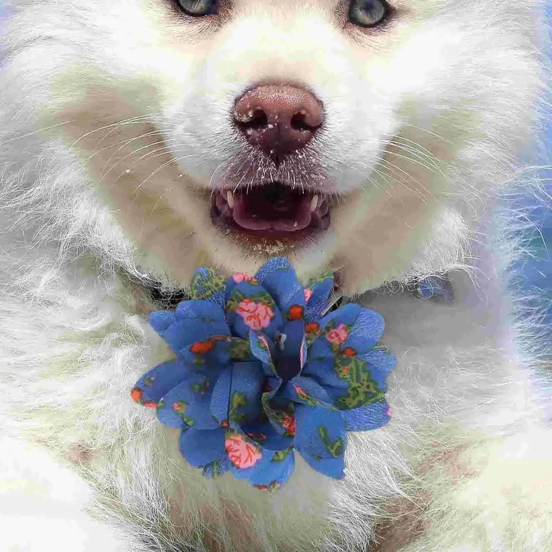 Abbigliamento per cani 10 pezzi Decorazioni Collare ornamentale con fiocco per accessori per toelettatura cuccioli in pizzo di gatto