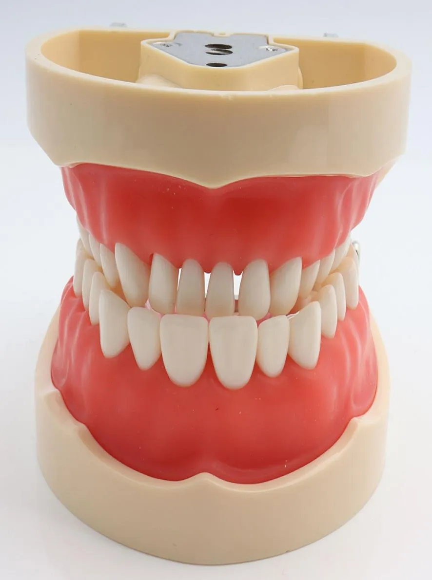 Tandheelkundig onderwijsmodel Standaard tandtypodontmodeldemonstratie met verwijderbare tanden 200H1127556