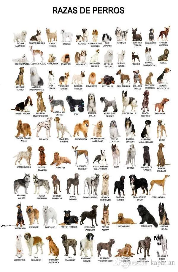 Poster con animali Il cane Poster Decorazioni per la casa Carta da parati Poster artistici Stampa Popaper 16 24 36 47 pollici7001896