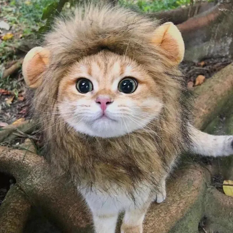 Costumi per gatti Lion Mane Costume di Halloween Cosplay Dress Up Cappello per animali domestici per gatti e gattini di piccola taglia Decorazione per feste all'ingrosso