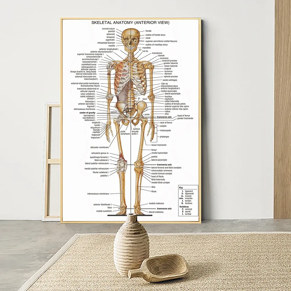 Kaligrafia ludzka anatomia grafika ściana medyczna obraz mięśnia szkielet vintage plakat nordyc