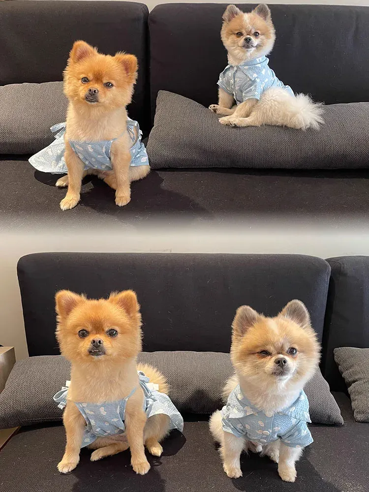 Kleider Katze Hund Baumwolle Prinzessin Kleid Sommer Blau Schleife Schlinge Hübsches männliches Katzenhemd Haustier Paar Kleidung