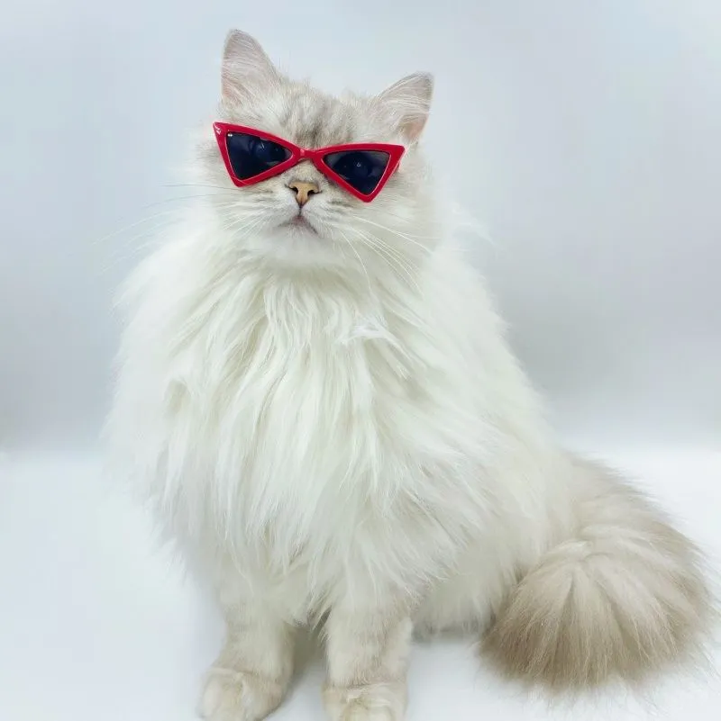 Personalise Sunglasses Pet Accessories for Cats Puppy Kitten Goggles Windproof Glasses Pet Outdoor Traveling Supplies