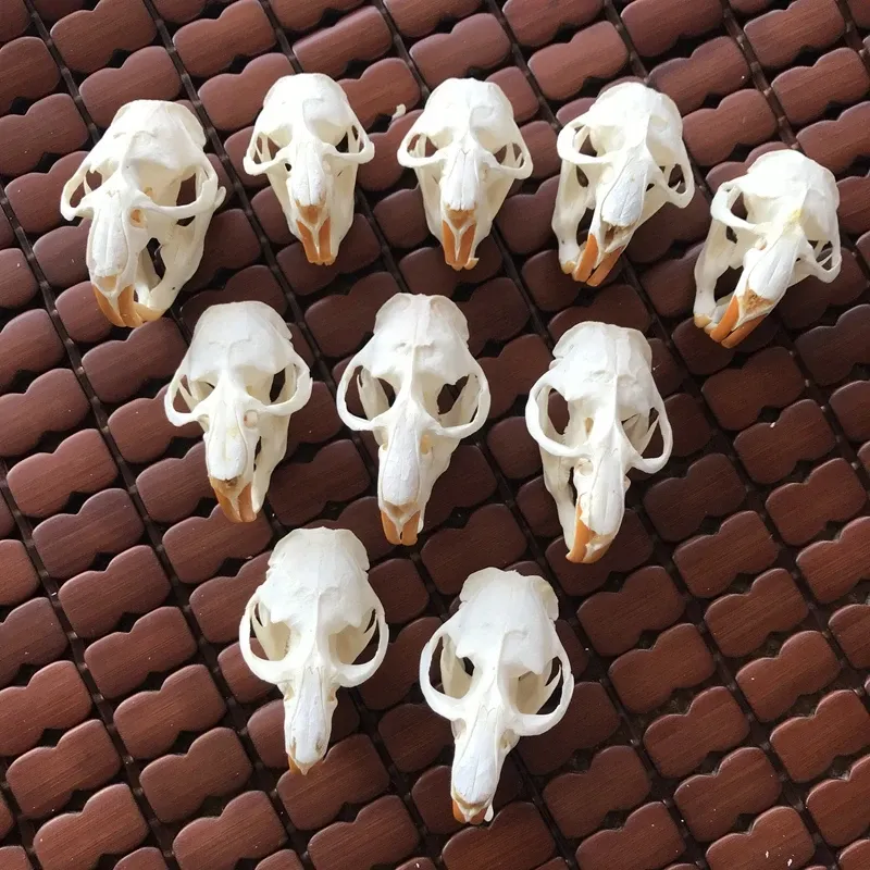 Sculture 1 pz, 3 pz, 5 pz, 10 pz Ondatra zibethicus Topo muschiato cranio vero osso scheletro biologia tassidermia