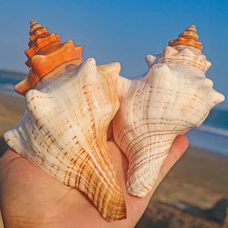 Forniture Conchiglia di conchiglia Vaso da fiori microcosmico a spirale naturale Decorazione per acquario, Regalo nautico, Decorazione da spiaggia per famiglia, Oggetti di scena, Conchiglia