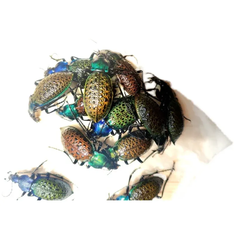 Esculturas Carabidae Espécimes de Insetos Reais Coleção de Besouros Insetos A1 Qualidade Decoração de Casa Coleção de Hobbies Ensino Observação