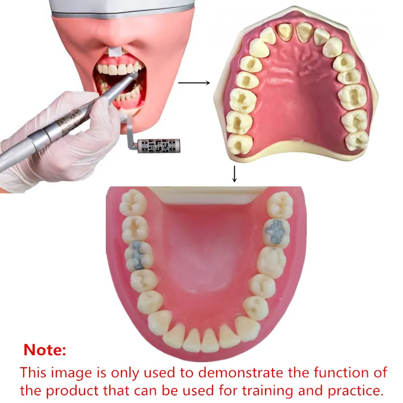 DHgate Dental Technician Training Typodont Gum Teeth Jaw Model For dhgate-dental-technician-training-typodont-gum-teeth-jaw-model-for