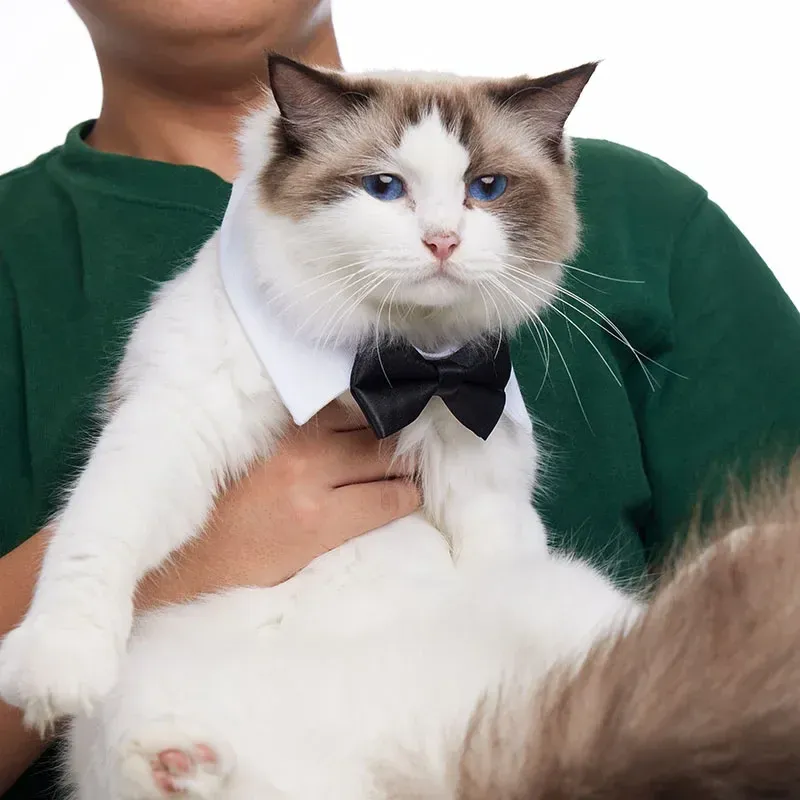 tuxedo bow tie cat collar