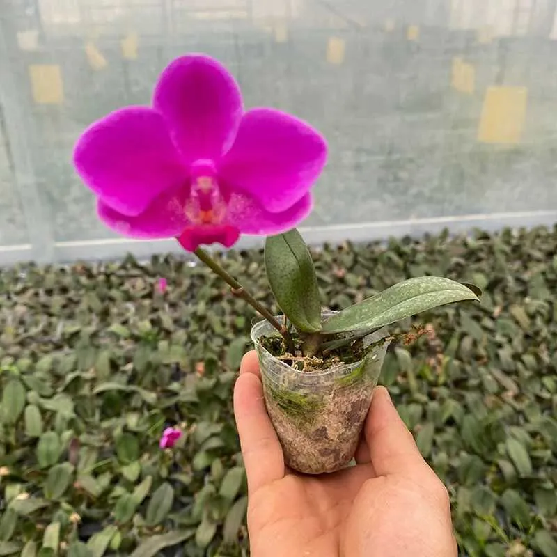 Donice doniczki 5pcs doniczki z plastiku przezroczystą taca sadzonkowa orchidea roślina soczyste kwiaty