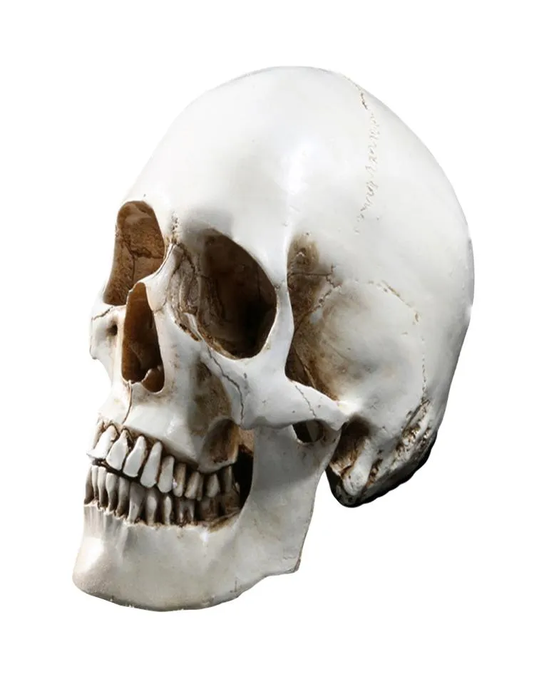 Lifesize 11 Human Skull Model Replica Harzharz Medizinische anatomische Verfolgung Medizinischer Unterricht Skelett Halloween Dekoration Statue Y2014005706