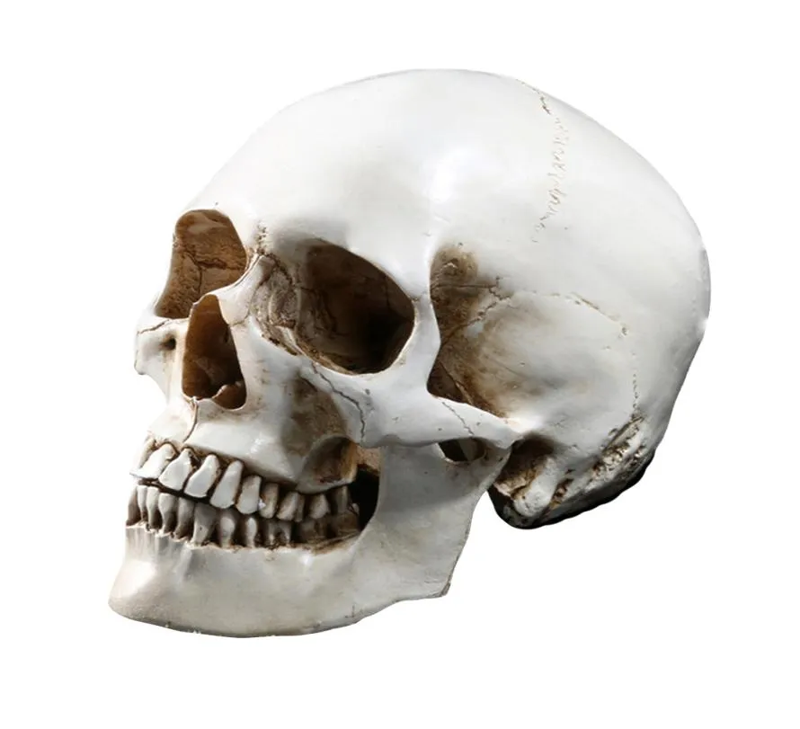 LifeSize 11 Modelo de crânio humano Réplica resina Médica Rastreamento de rastreamento médico ensino médio esqueleto halloween decoração estátua y2013118215