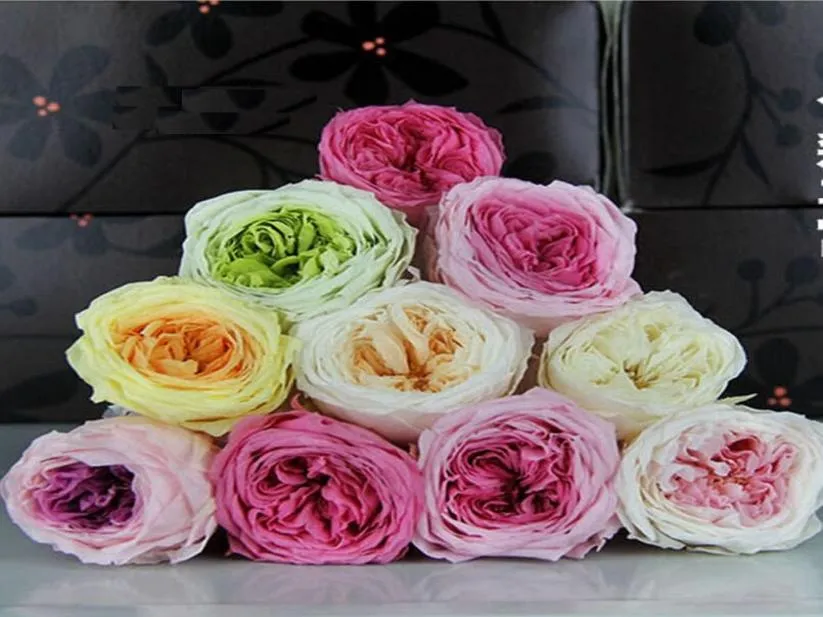 8pcs 45cm Fleur préservée Austin Rose Bud Head for Wedding Party Holiday Anniversaire Velentin039s Day Gift Favor8882759