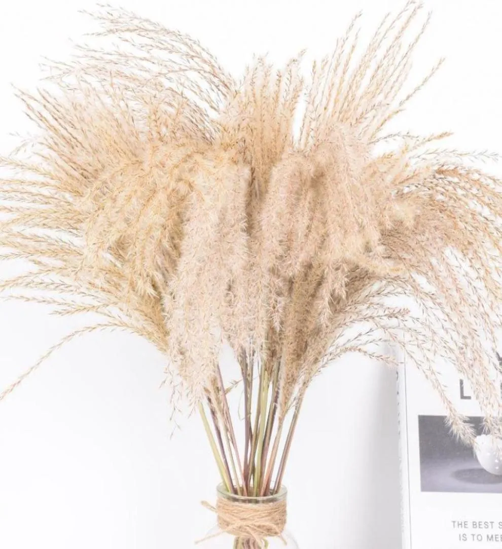 Flores decorativas grinaldas 50pcs reais seco pequeno pampas grama flor brasão de plantas naturais decoração phragmites1091009