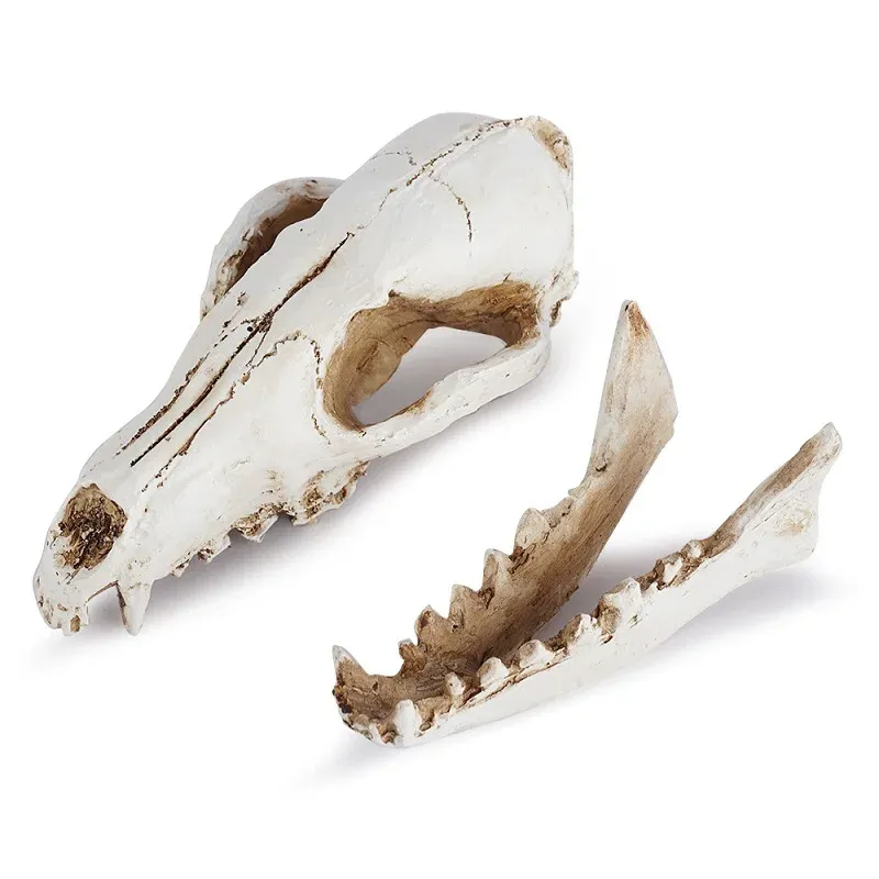 Sculptures simulation Threedimensional Fox Skull Ornements Scientific Research Access