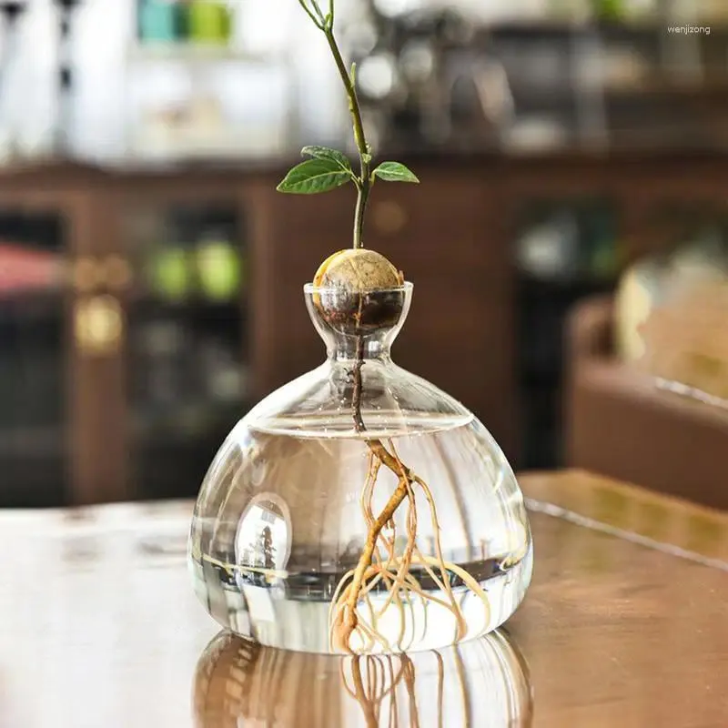 Vasos 1pc Vaso de partida de semente de abacate vidro transparente para o cultivo de kit plantador decoração caseira interna