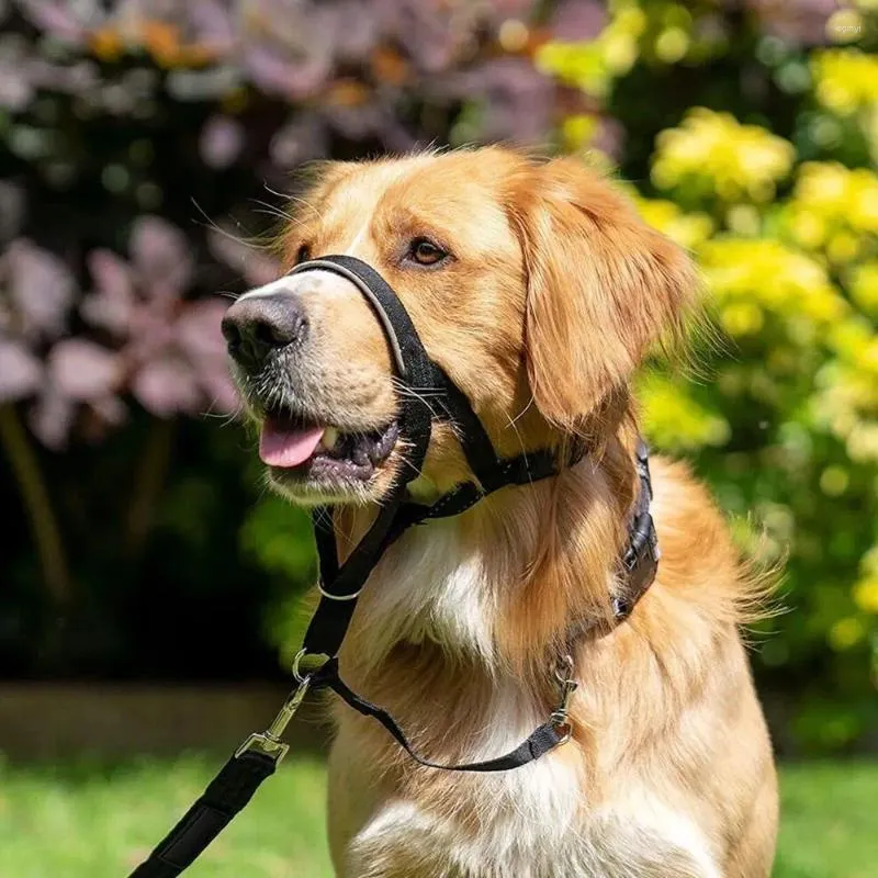 Non pull dog collar on sale