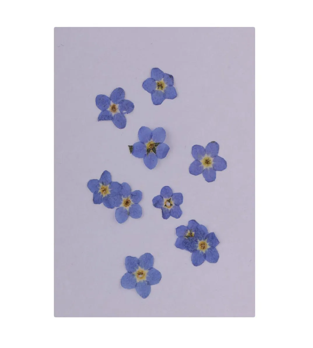 30 Stücke natürlicher Vergessenmännungen echte getrocknete Blumen Verzierungen Nagelkunstzubehör für DIY -Telefonhülle Harz ornament2604896