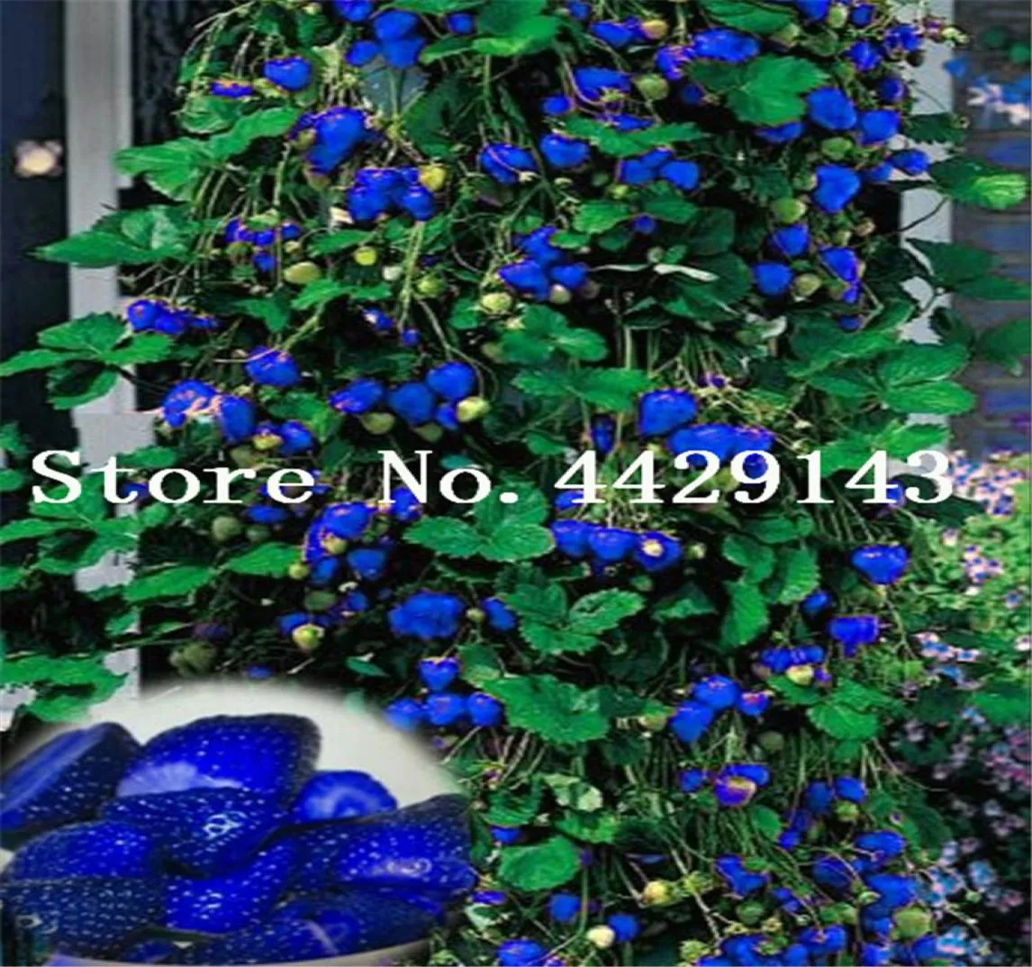 500 Stcs Blue Climbing Strawberry Plant Tree Plantvery köstliche Obstpflanze für Hausgarten Bonsai Pflanze Süß und köstlich5748656