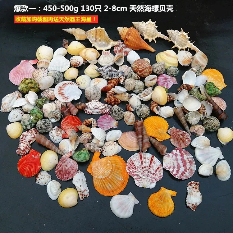 Sea Shells Mixed Beach Muscheln Natural und für Themenfeier Hochzeit Dekorationen DIY Crafts Home 240508