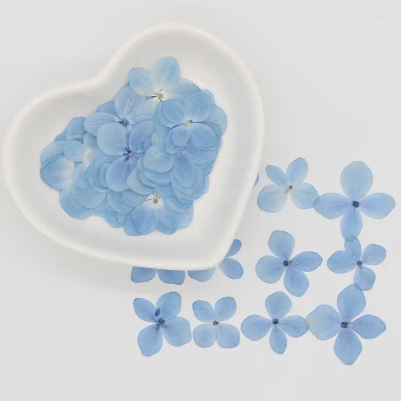 Decoratieve bloemen 60 -sten geperst gedroogd hemelsblauw Hydrangea Flower Herbarium voor epoxy hars sieraden Bookmark Telefoon hoes gezicht make -up nail art