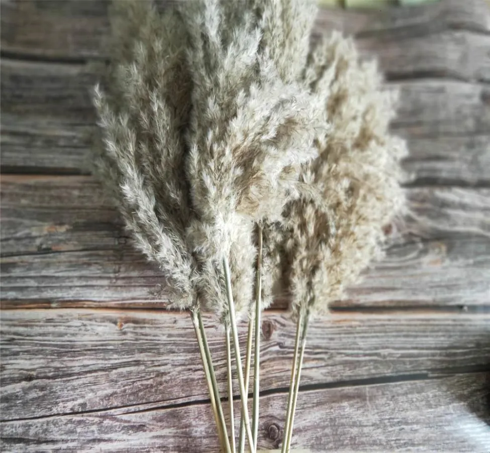 20 ПК сушеные маленькие пампас -травяные декор натуральные фрагмиты Communis Real Ptotos Свадебный цветок Bunch SH1909203339578