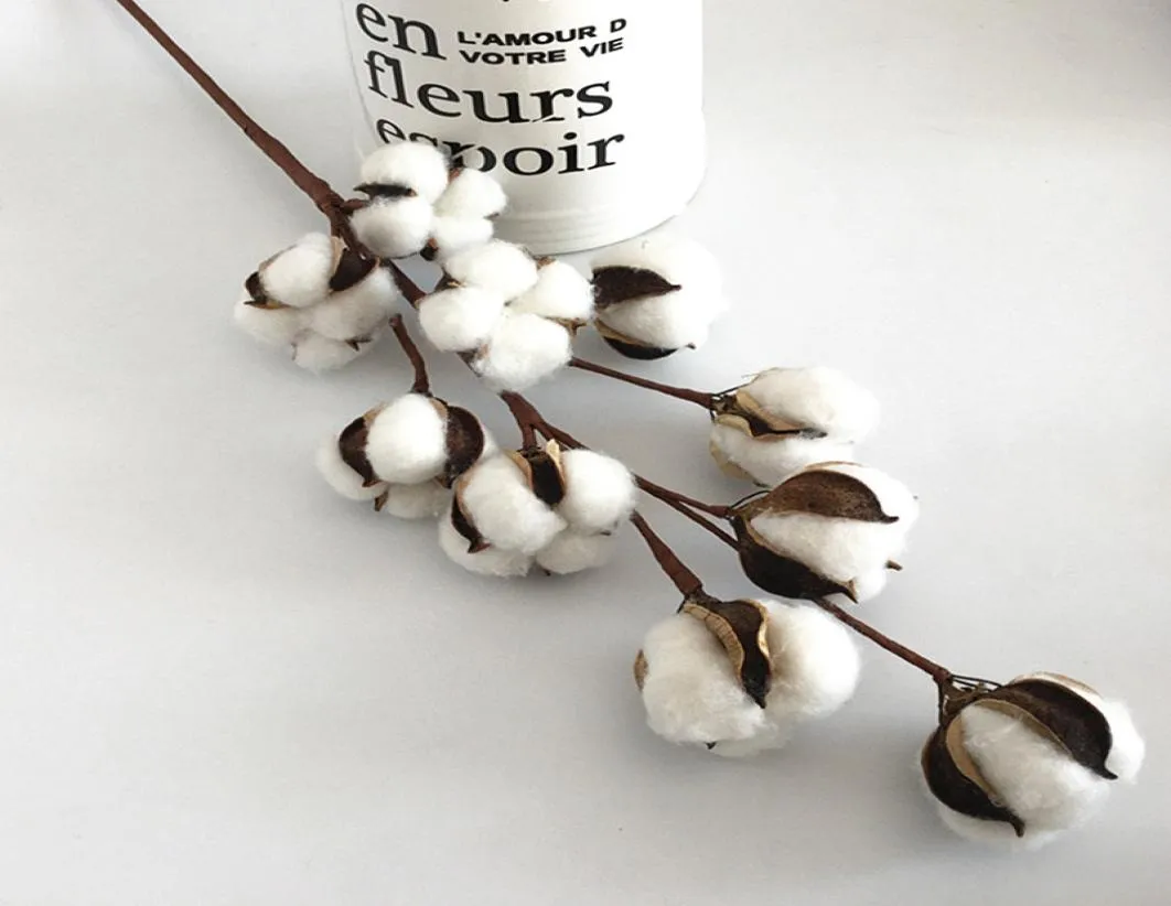 10 tête nouvelle pampas herbe bricolage bricolage de coton naturel séché coton plantes réelles décoration de mariage à la maison ornements 8041676