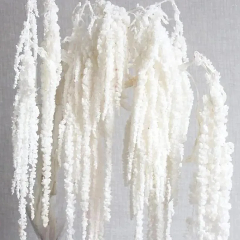 Fleurs décoratives 5pcs blanches blanchies Vine suspendue - Amaranthus séché séché pour le bouquet de mariage déco