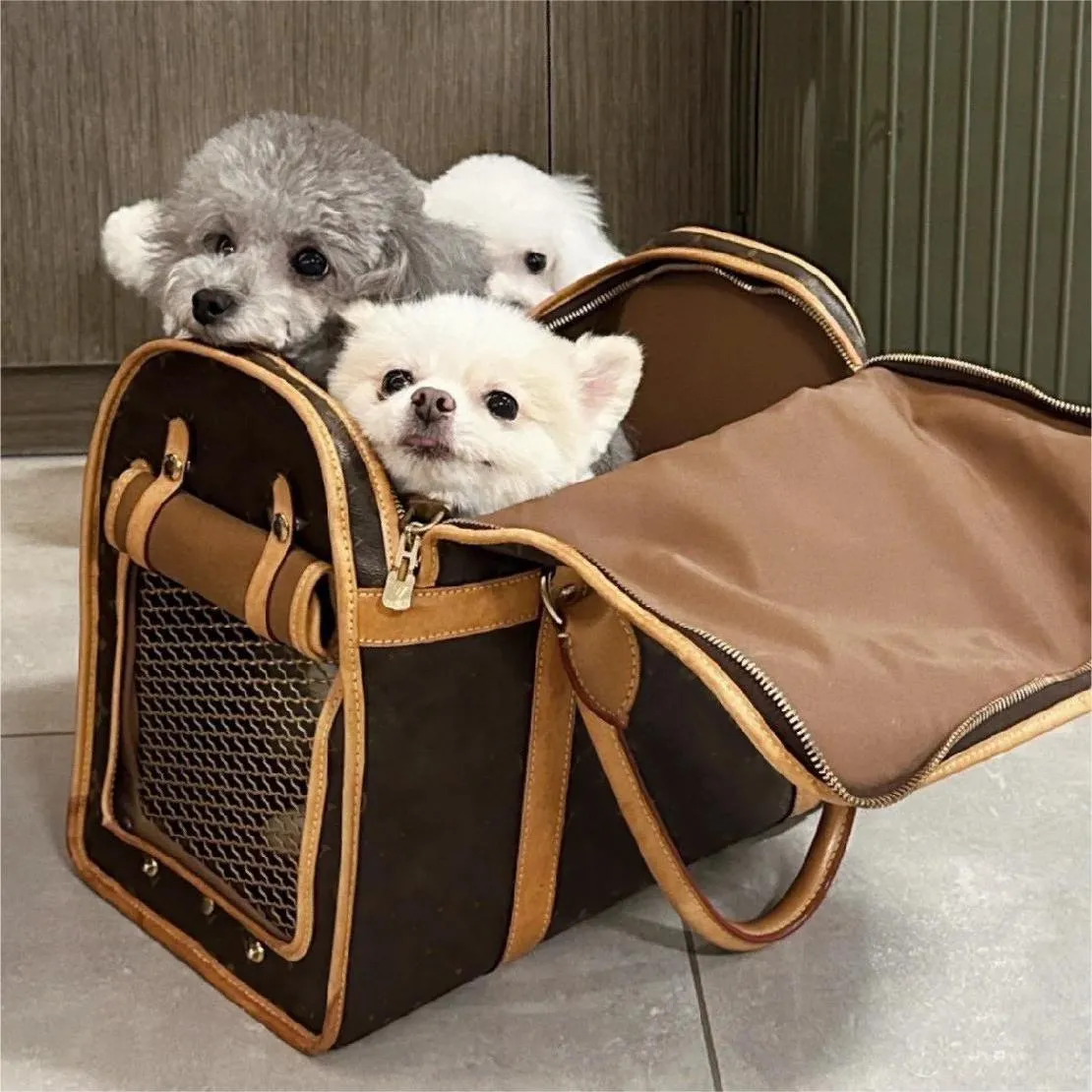 Pet carrier home bargains hotsell
