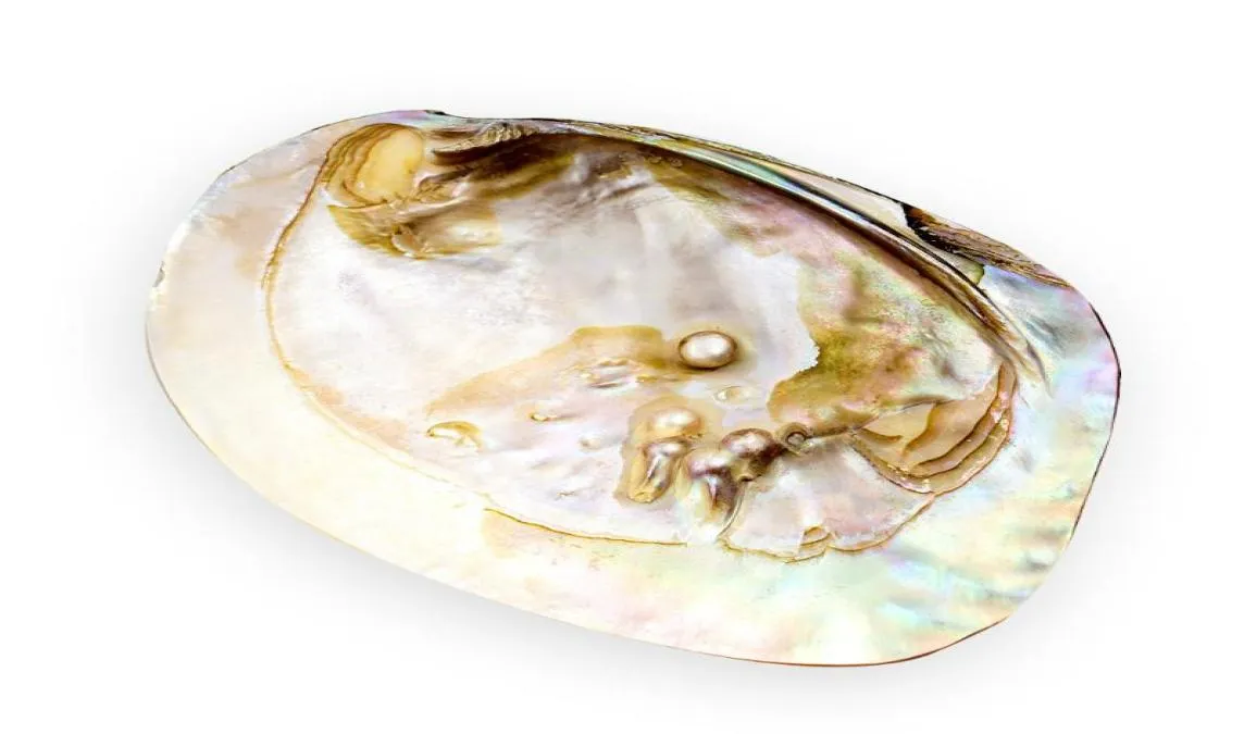 1318 cm natürlicher Süßwasserperlenschale Auster Mutter von Perlen Nautical Home Decor Strand Muschelschale für DIY -Schmuck Herstellung Crafts9393314
